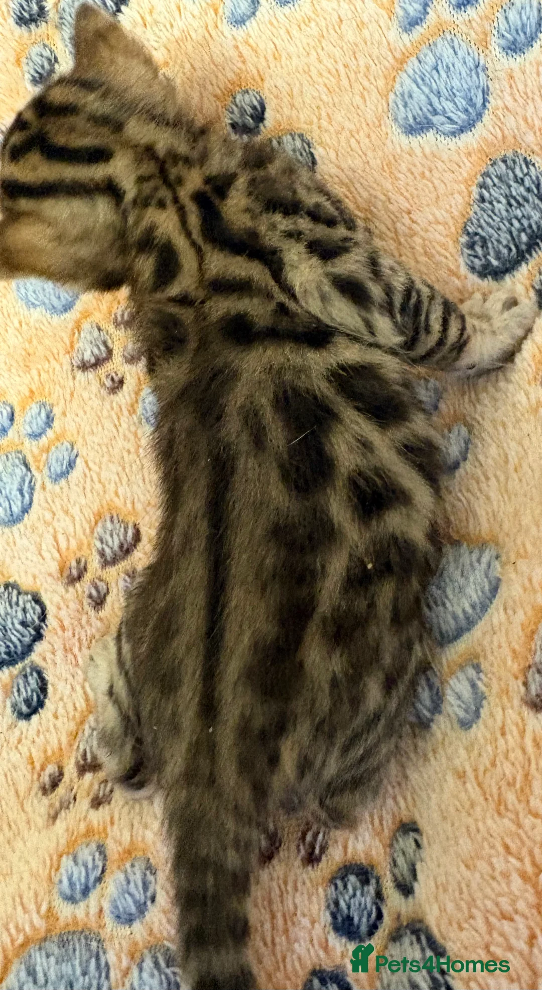 Bengal cats for sale: Stunning Tica reg Bengal kittens  - Advert 19