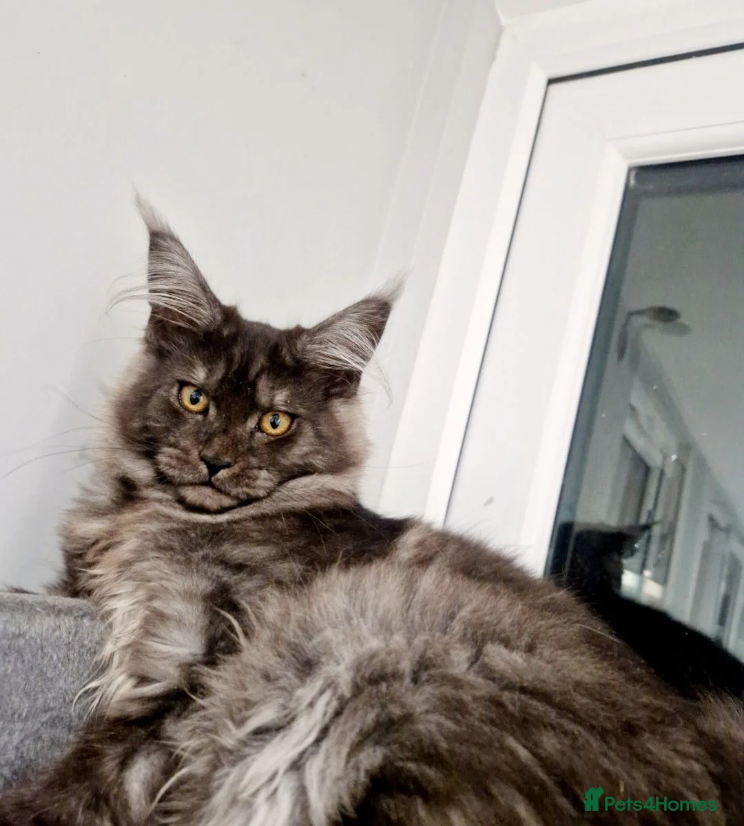 Maine Coon cats for sale: Maine coon  - Advert 2