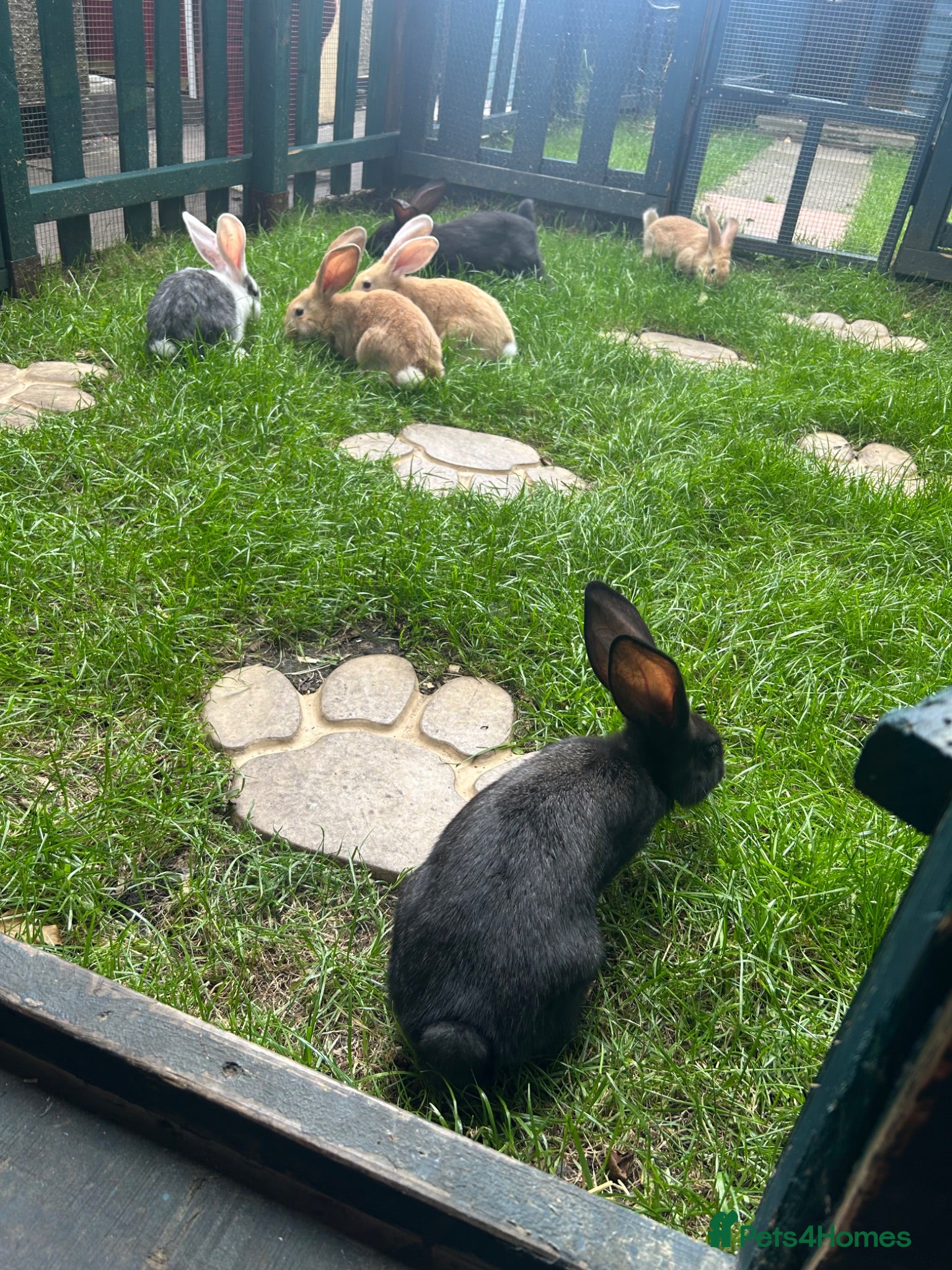 Continental Giant rabbits Continental giant babies 3girls & 1 boy left - Advert 6