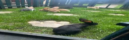 Continental Giant rabbits for sale: Continental giant babies 3girls & 1 boy left - Advert 1