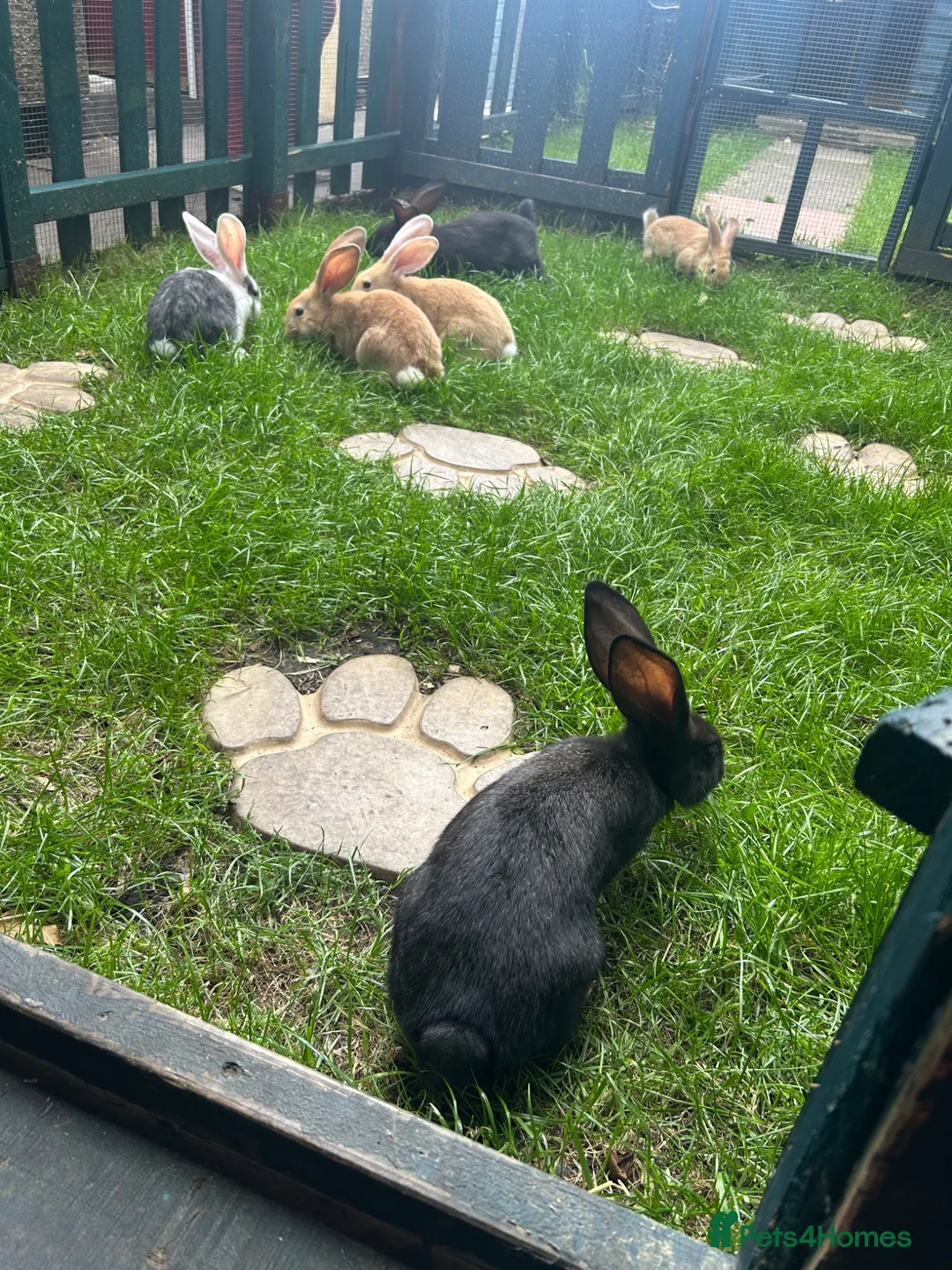 Continental Giant rabbits for sale: Continental giant babies 3girls & 1 boy left - Advert 1