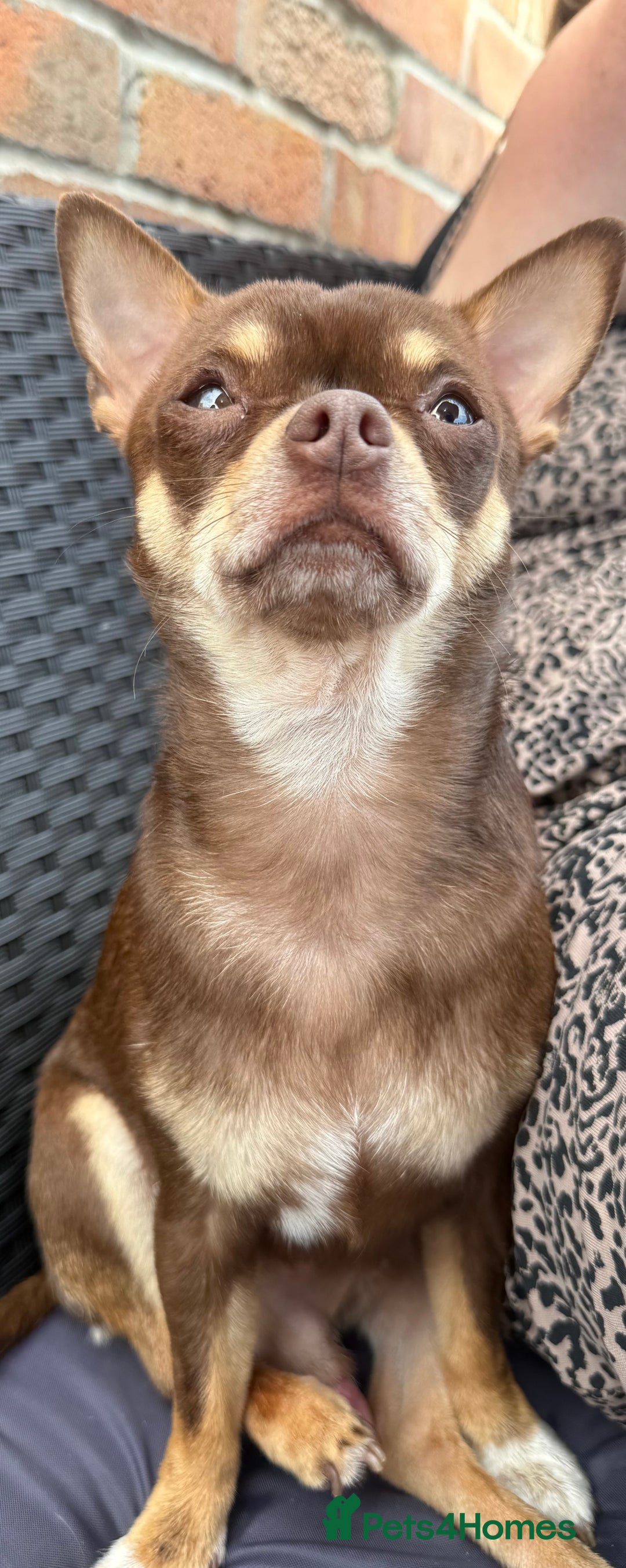Chihuahua dogs for stud: The boy who never left ….Tommy for Stud - Image 3