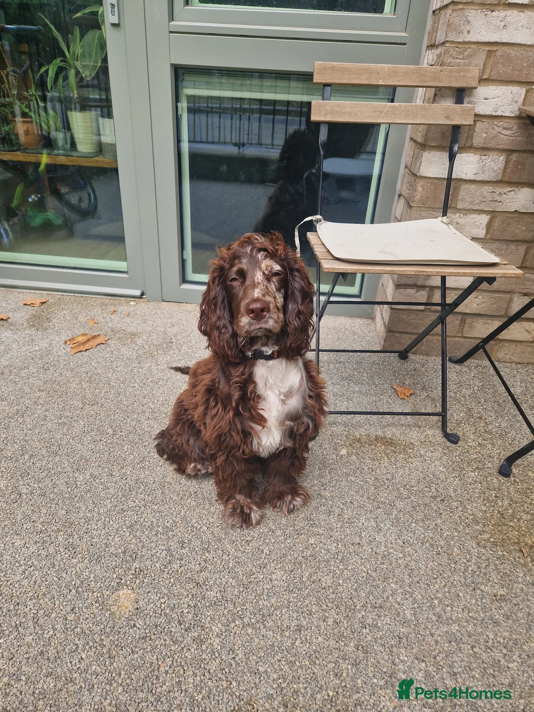 Cocker Spaniel dogs for sale: vancouver - Advert 2