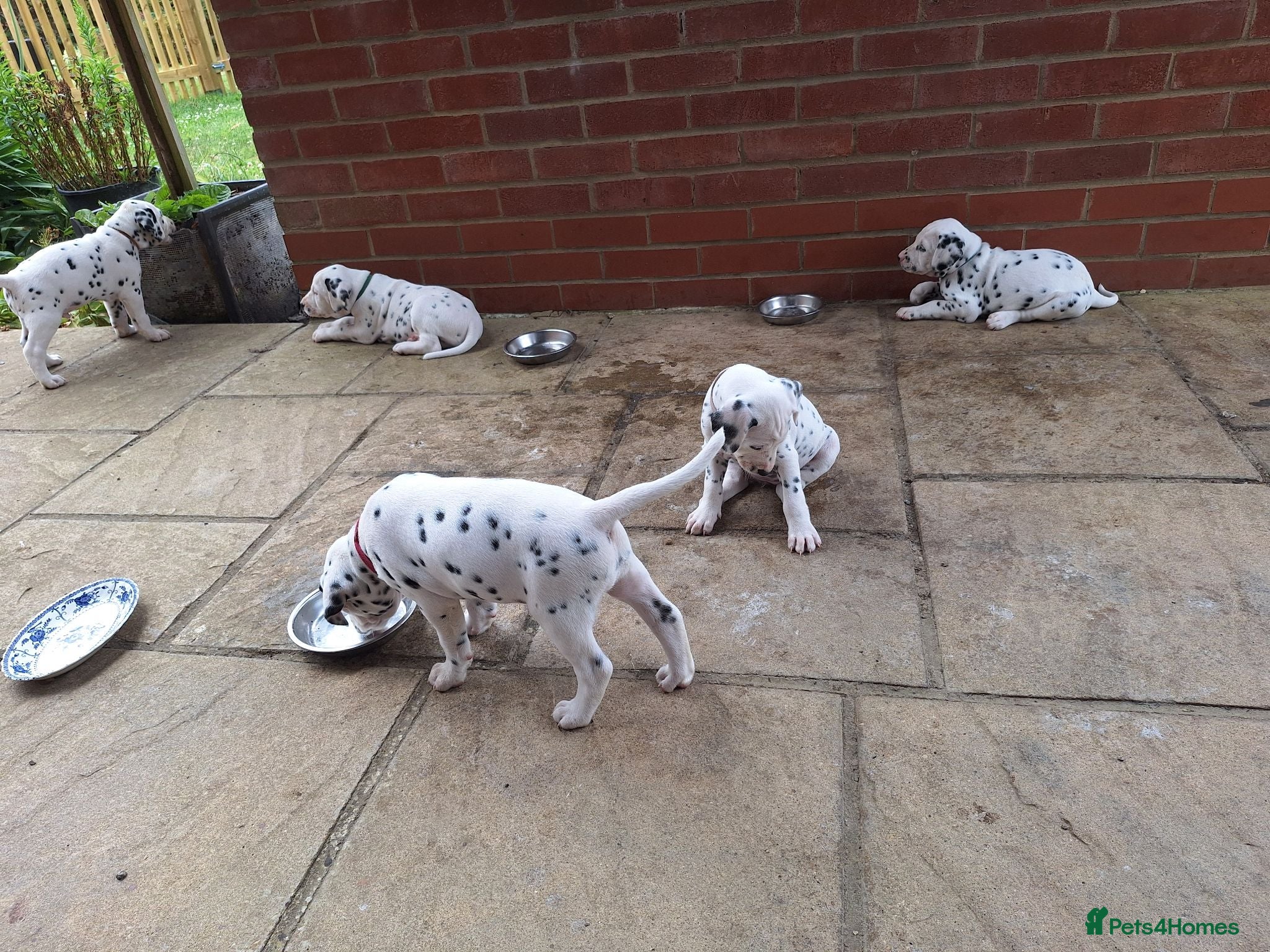 Dalmatian dogs Perdi's litter - Advert 2