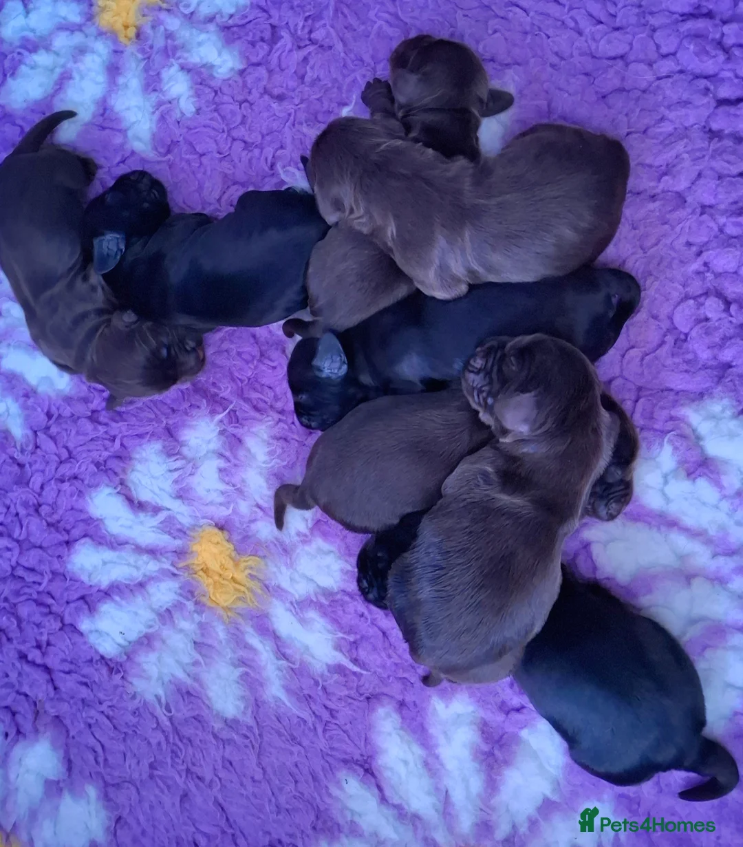 Cocker Spaniel dogs for sale: Show type KC Reg Cocker Spaniel Puppies Available - Advert 2