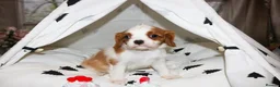 Cavalier King Charles Spaniel dogs for sale: Beautiful Cavalier Puppies available 😍  - Advert 23