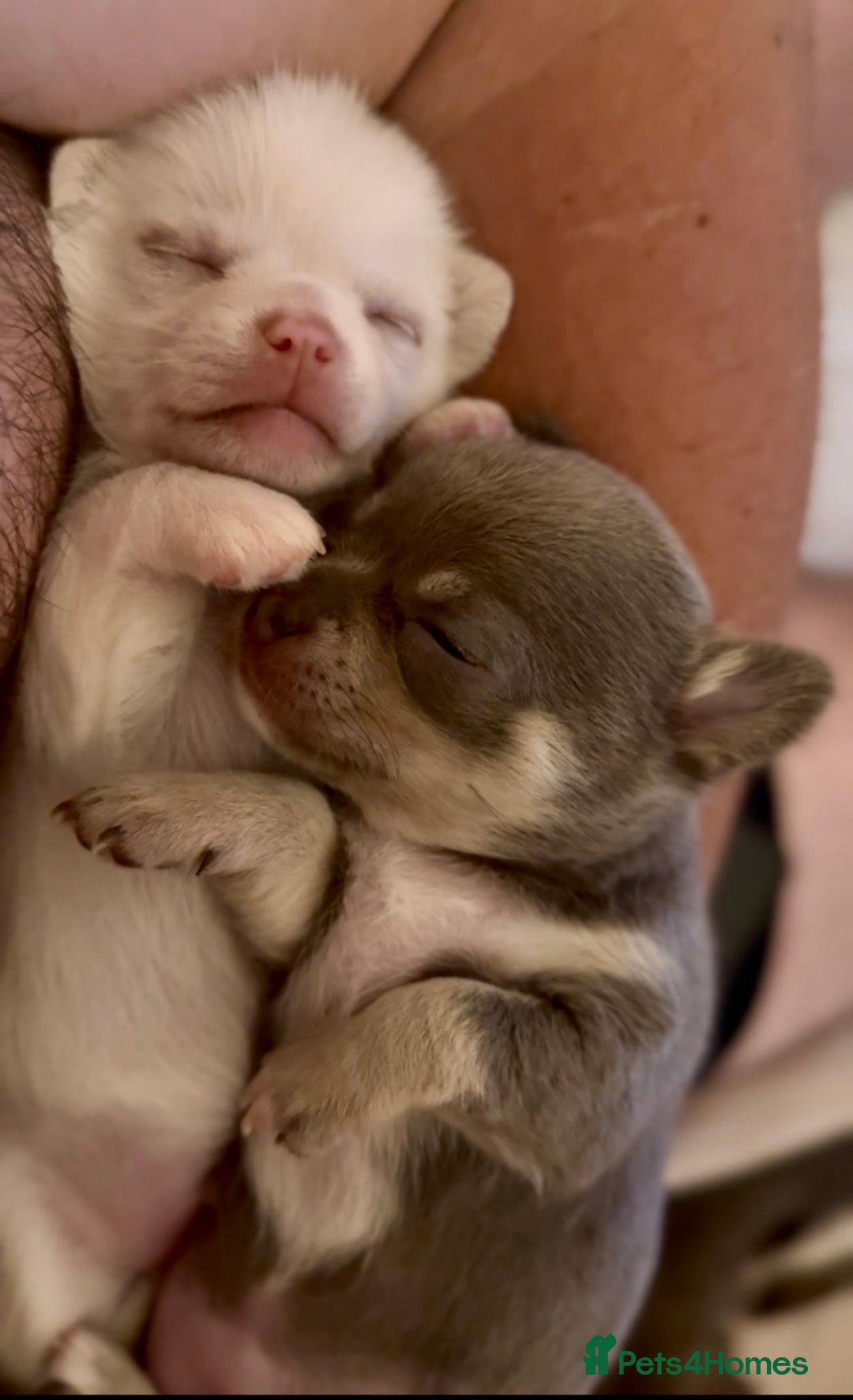 Chihuahua dogs for sale: XS Chocolate and Tan wrapped in Cream Boy  - Image 31