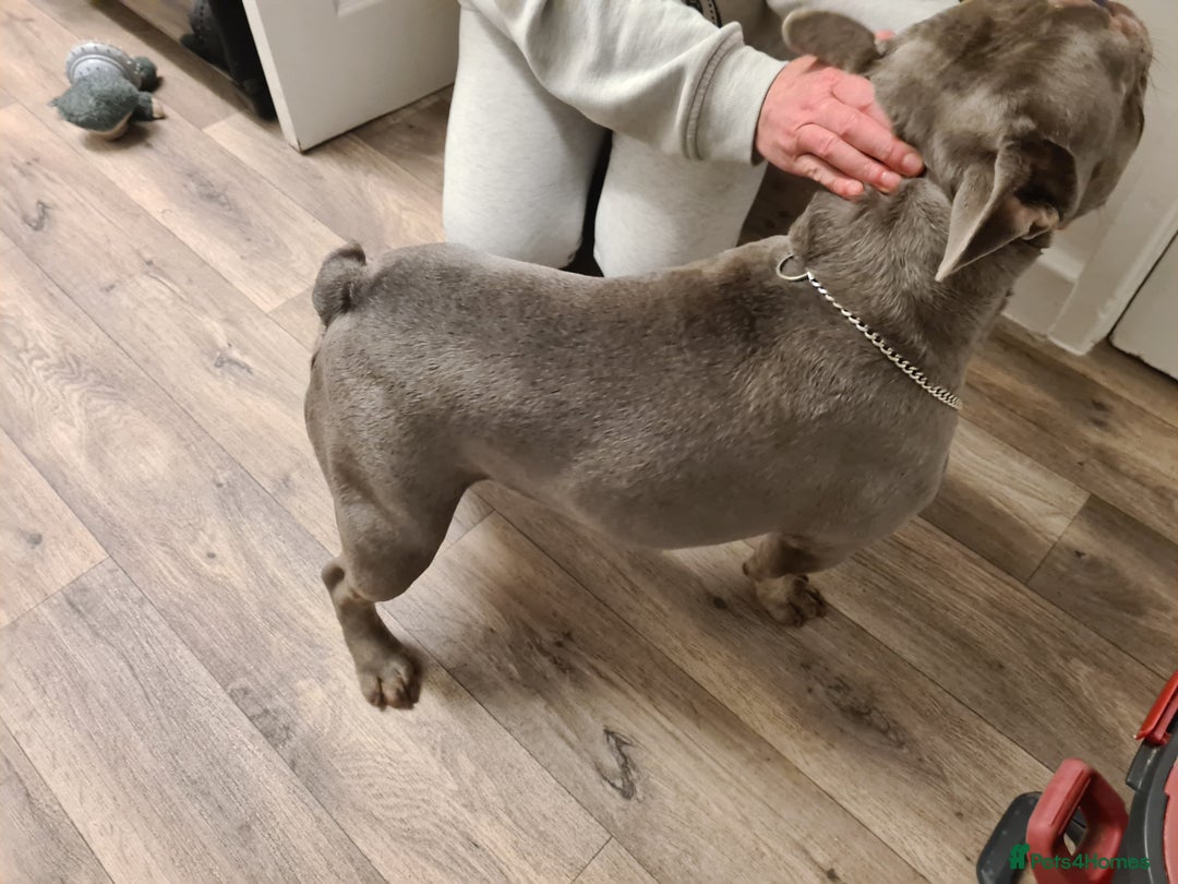 French Bulldog dogs for stud: Male lilac French bulldog for stud. Kc registered - Advert 2