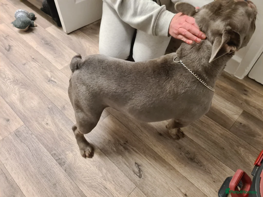 French Bulldog dogs for stud: Male lilac French bulldog for stud. Kc registered - Advert 2