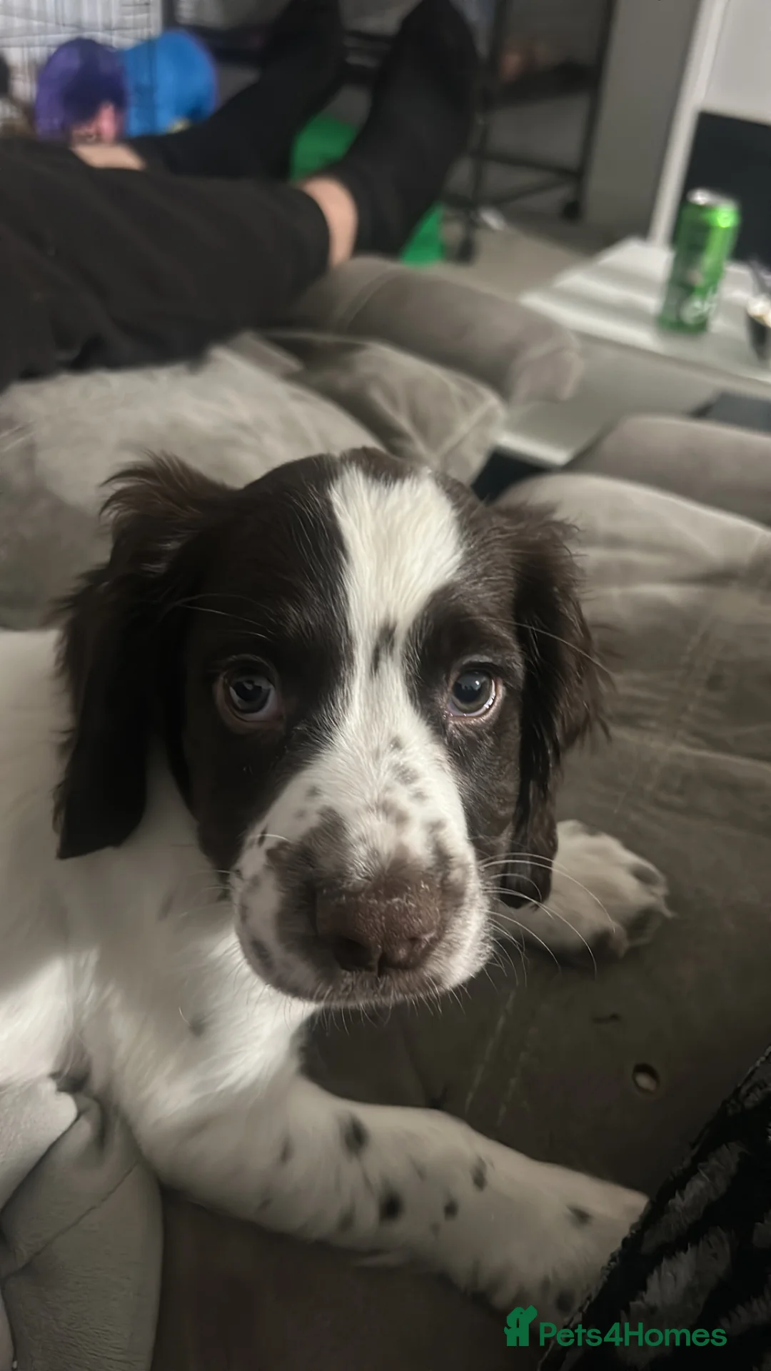 Sprocker dogs for sale: Sprocker Spaniel in Weymouth - Advert 2