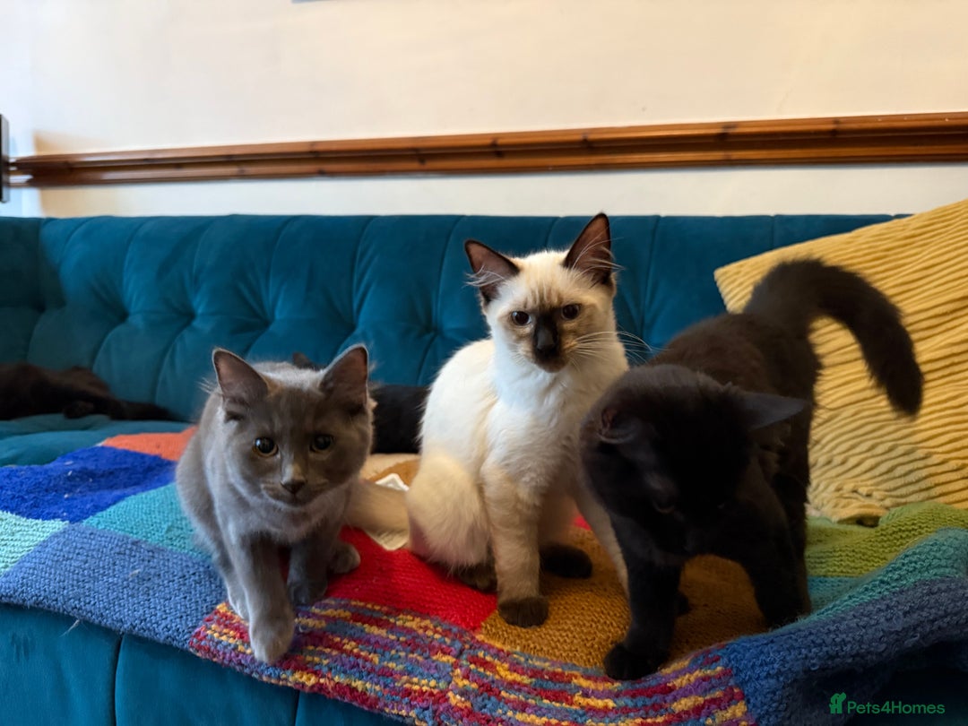 Ragdoll cats for sale: Ragdoll kittens for sale  - Image 4