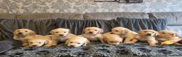 Golden Retriever dogs for sale: Golden Retriever puppy's KC  - Advert 12