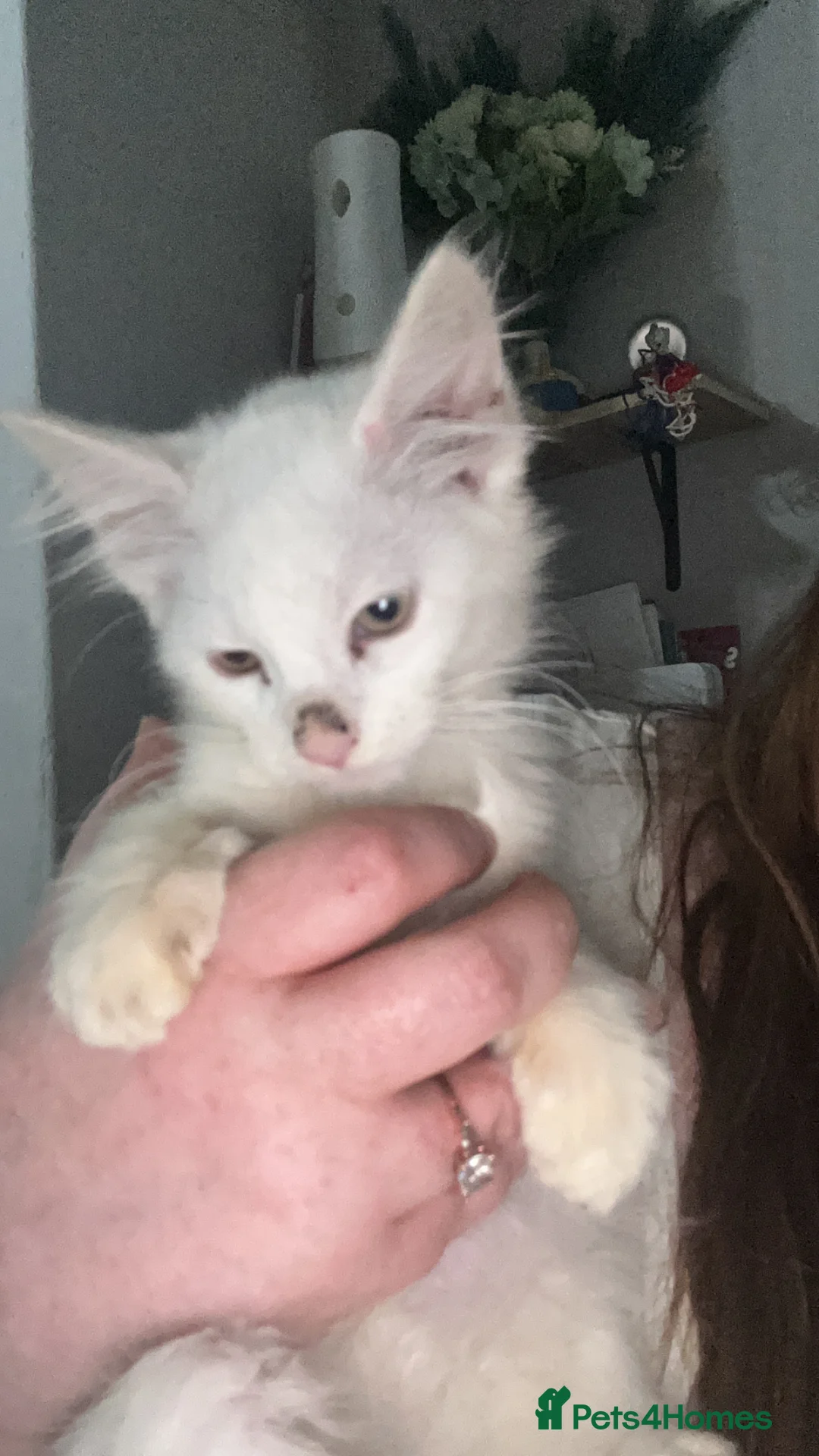 Mixed Breed cats for sale: 9 beautiful kittens  in Gateshead - Advert 2