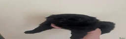 Frug dogs for sale: Fluffy Frug Boy - Advert 14