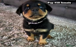 Rottweiler dogs for sale: Stunning Rottweiler puppies  - Image 32