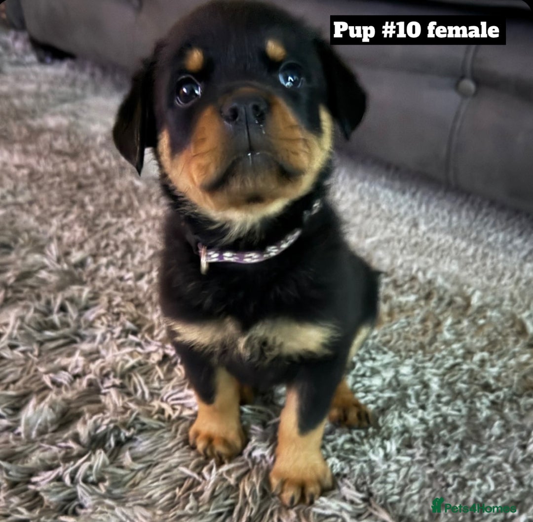 Rottweiler dogs for sale: Stunning Rottweiler puppies  - Image 32