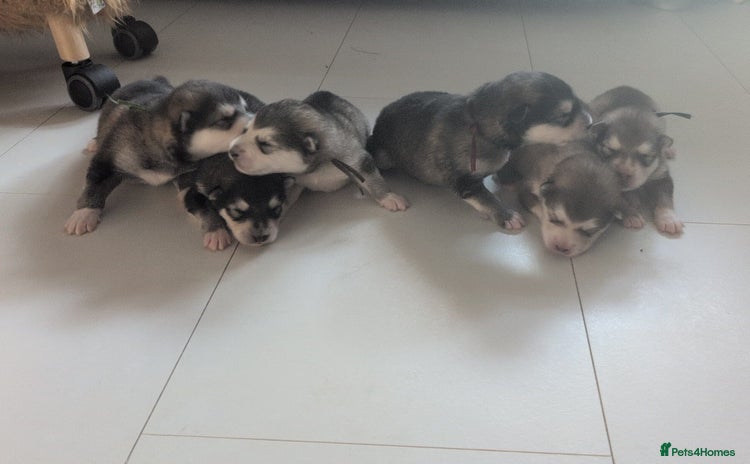 Alaskan Malamute dogs - Advert 4