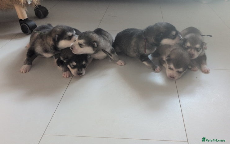 Alaskan Malamute dogs - Advert 4