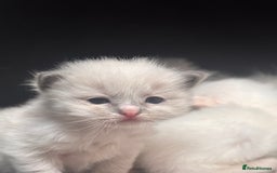 Ragdoll cats for sale: Ragdoll Kittens  - Image 13