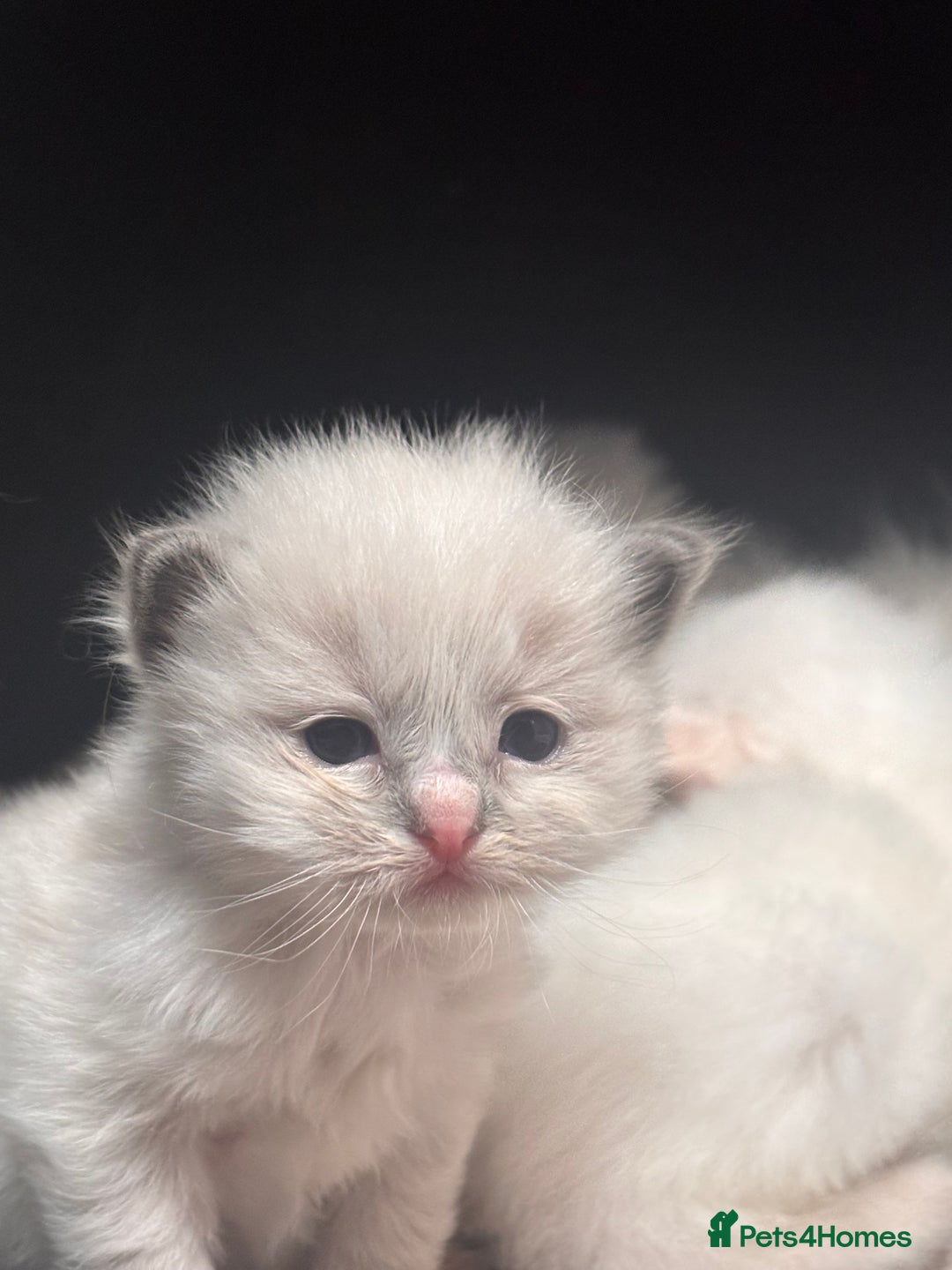Ragdoll cats for sale: Ragdoll Kittens  - Image 13