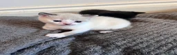Mixed Breed cats for sale: Gorgeous Snowshoe, Black/White, Black Kittens 🐱 - Advert 19