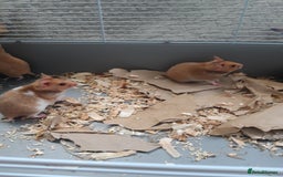 Hamster rodents for sale: Baby syrian hamsters from £10 - Available Now  in Manchester - Image 4