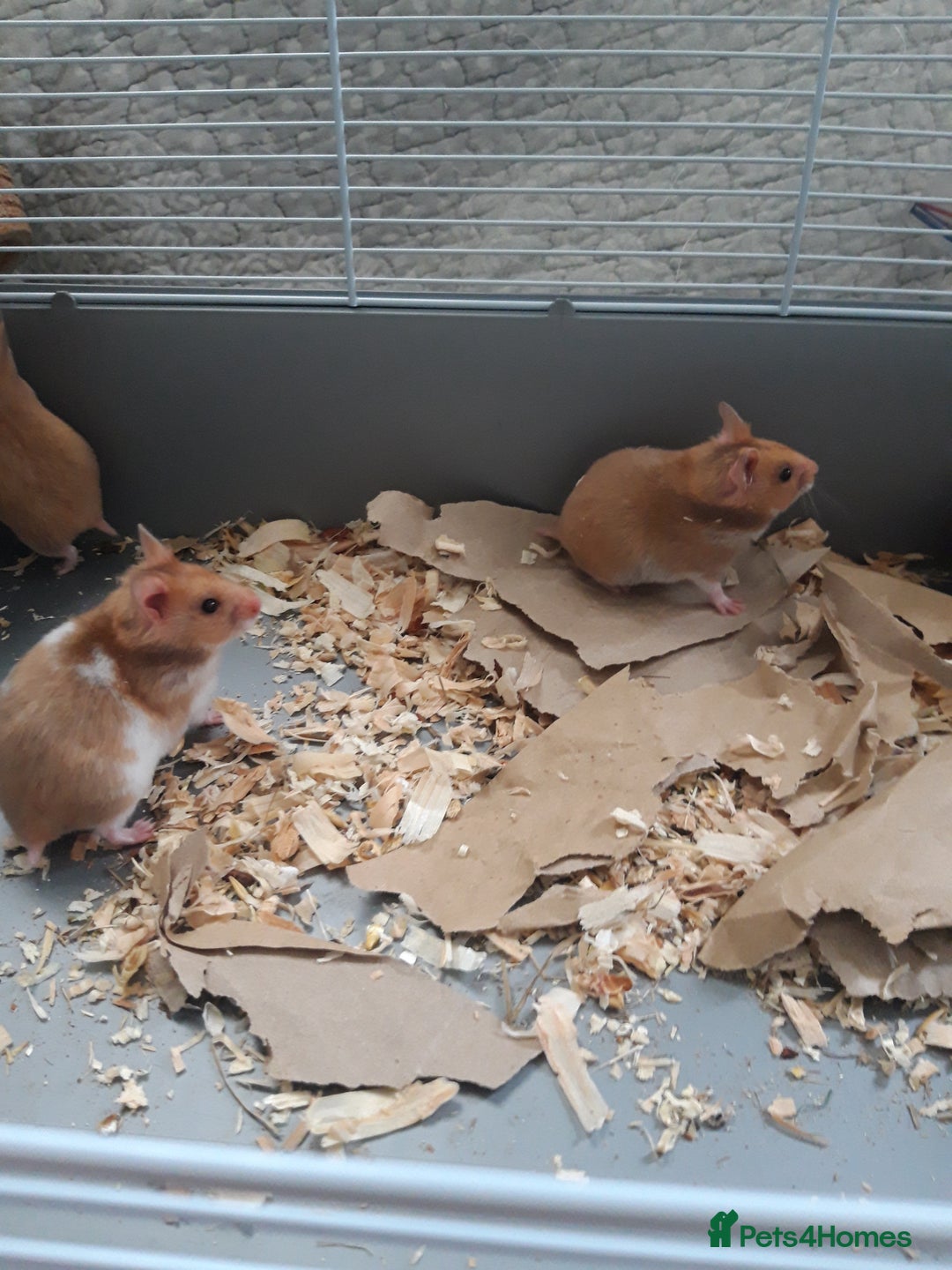 Hamster rodents for sale: Baby syrian hamsters from £10 - Available Now  in Manchester - Image 4