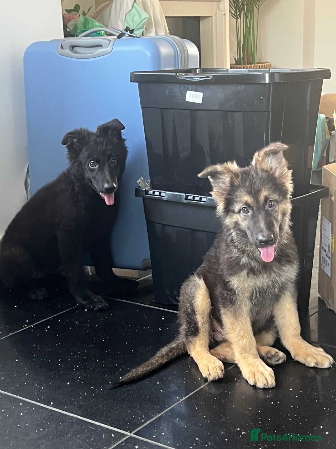 German Shepherd dogs for sale: German shepherd pups silver sable black/tan black  - Image 17