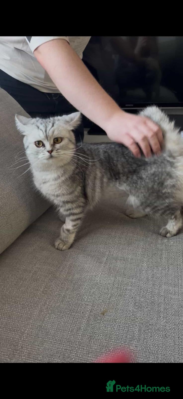 British Shorthair cats British shorthair for sale - Advert 1