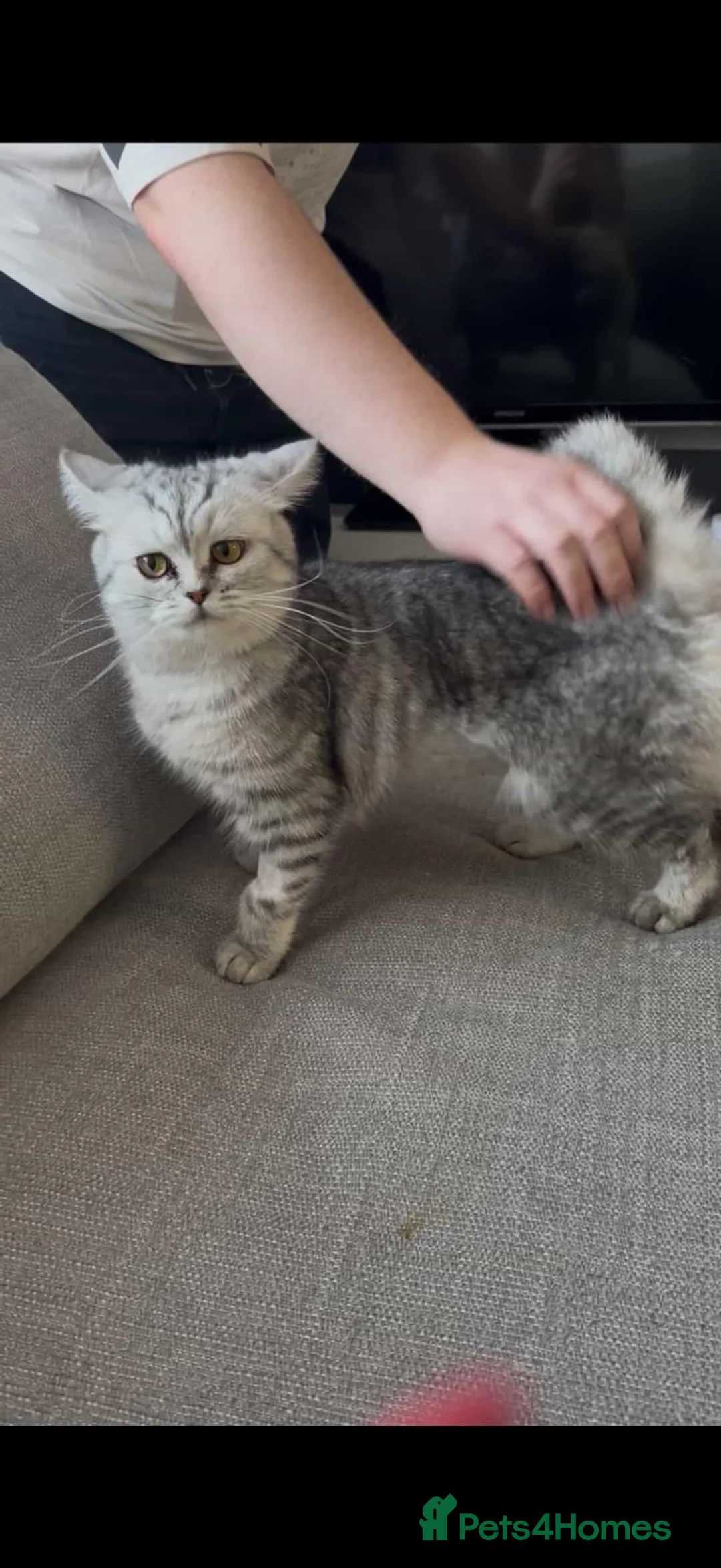 British Shorthair cats for sale: British shorthair for sale - Advert 1