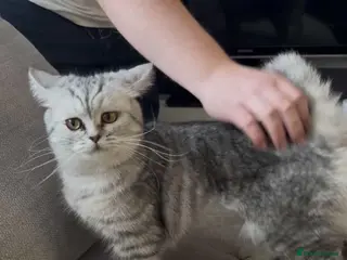 British Shorthair cats British shorthair for sale - Advert 1
