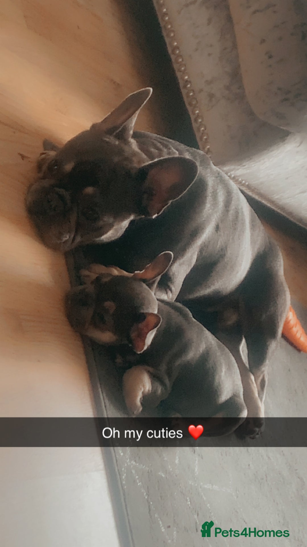 French Bulldog dogs for sale: French bulldog puppy - Image 4