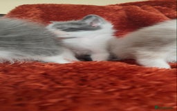 Mixed Breed cats for sale: Ragdoll X russian blue kittens - Image 8