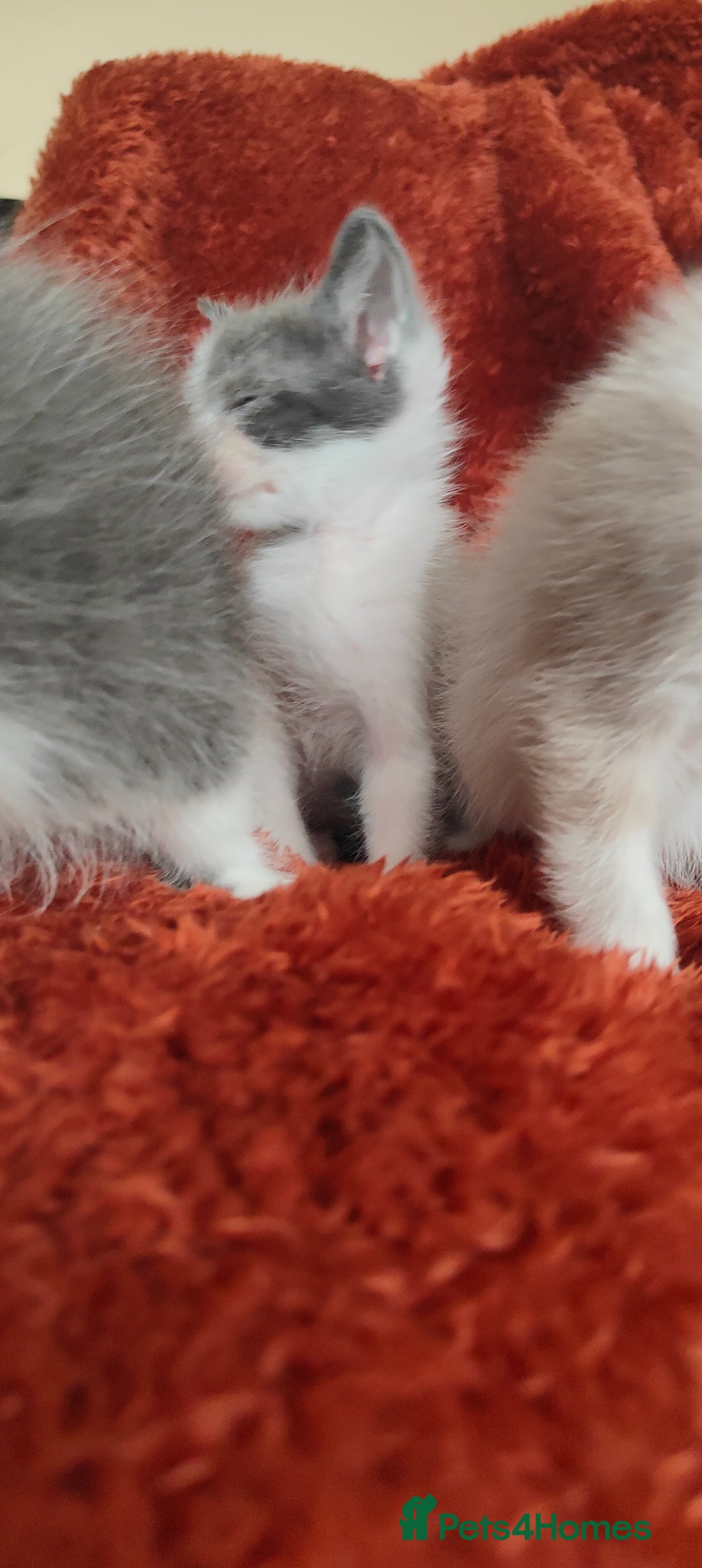 Mixed Breed cats for sale: Ragdoll X russian blue kittens - Image 8