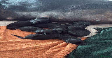 Mixed Breed dogs Rottweiler puppies - Advert 10