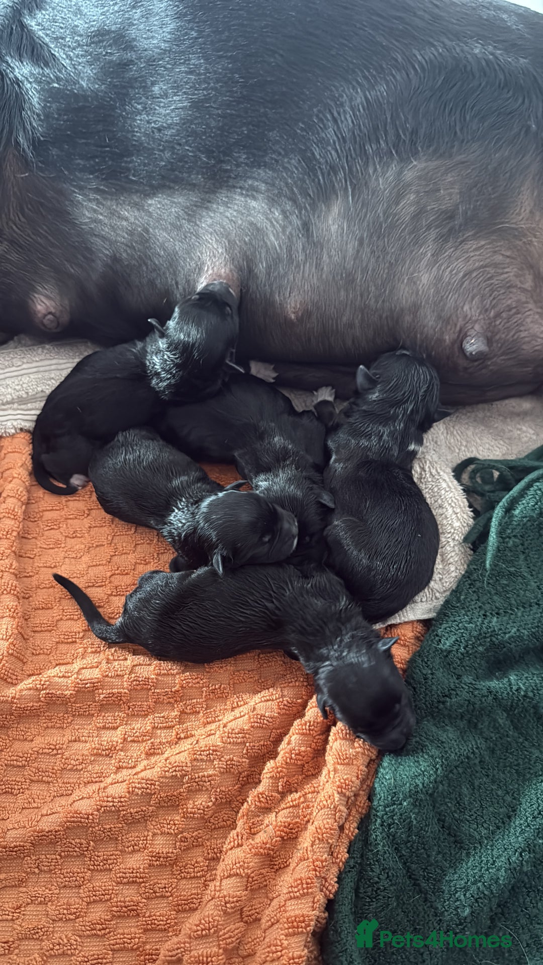 Mixed Breed dogs for sale: Rottweiler puppies - Image 1