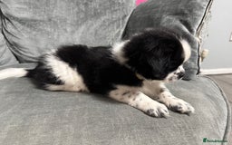 Mixed Breed dogs for sale: 2 Shihtzu cross Pomerania puppies  - Advert 7