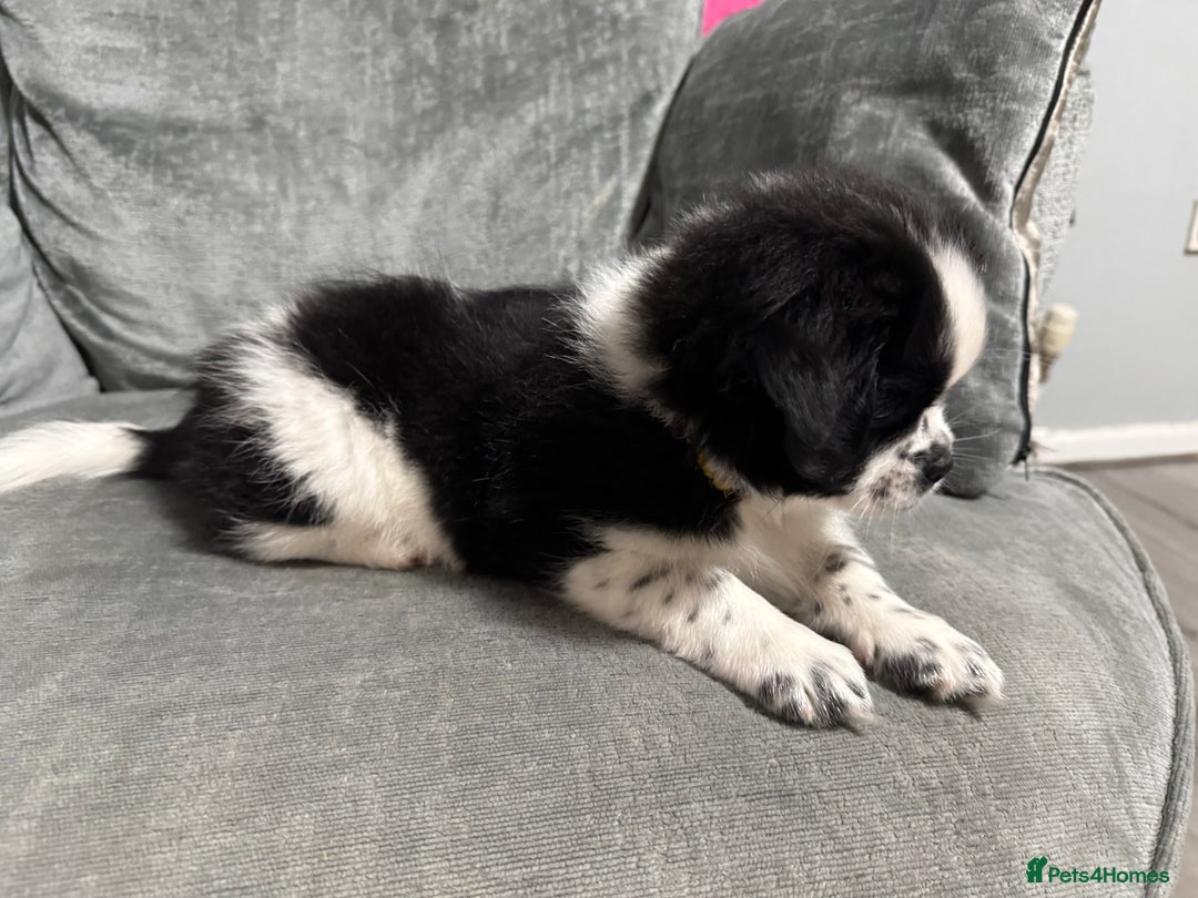 Mixed Breed dogs for sale: 2 Shihtzu cross Pomerania puppies  - Advert 7