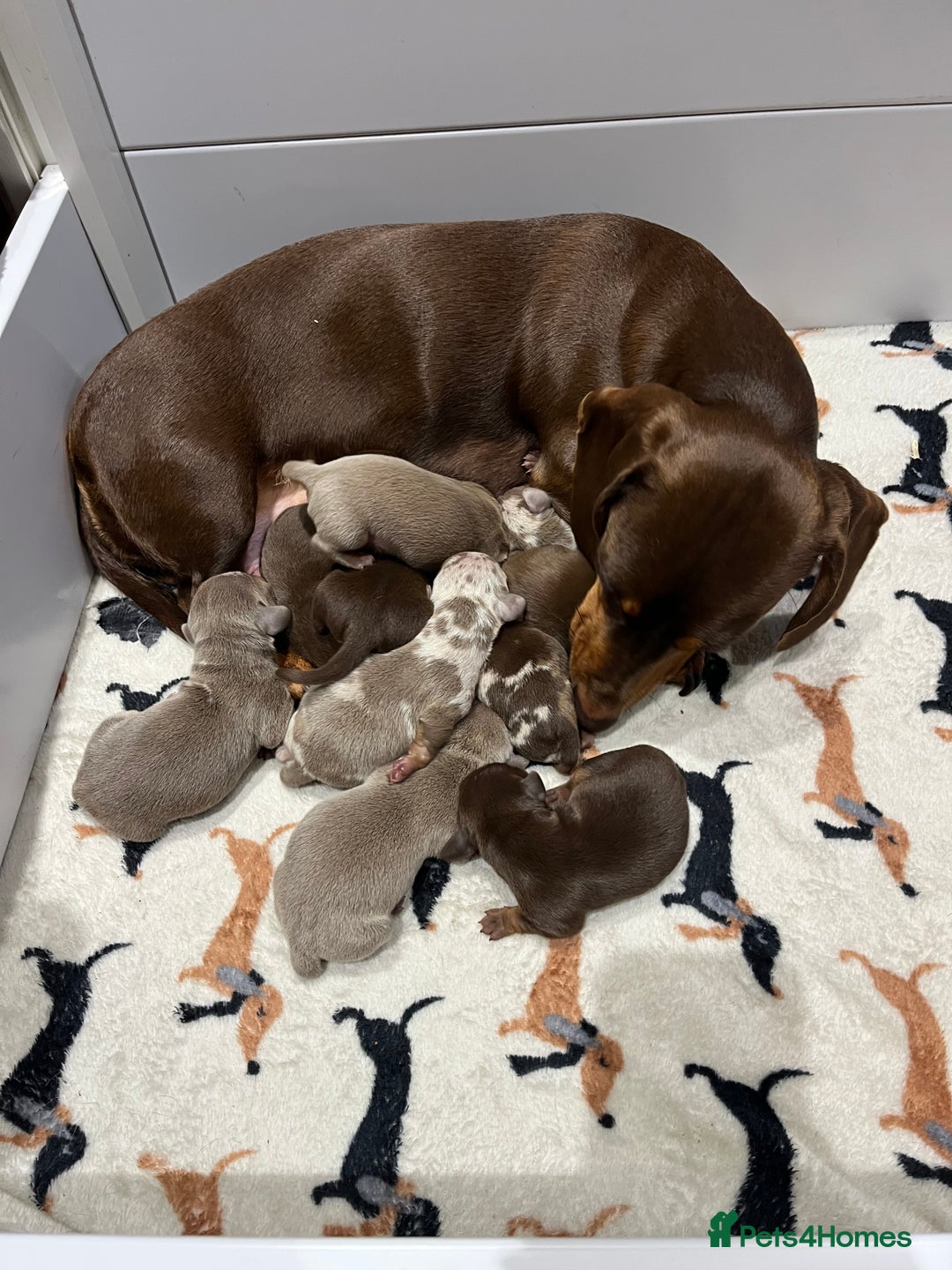 Miniature Dachshund dogs for sale: 3 Extremely clean and healthy KC boys available  - Advert 17