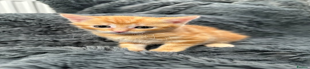 Ginger kitten 2