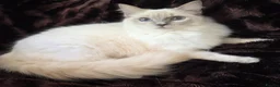 Ragdoll cats for sale: 🏆GCCF REG. EXTENSIVELY TESTED RAGDOLL KITTENS 🌟 - Advert 8