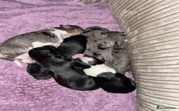 Mixed Breed dogs for sale: Border collie/Cocker Spaniel  - Image 20