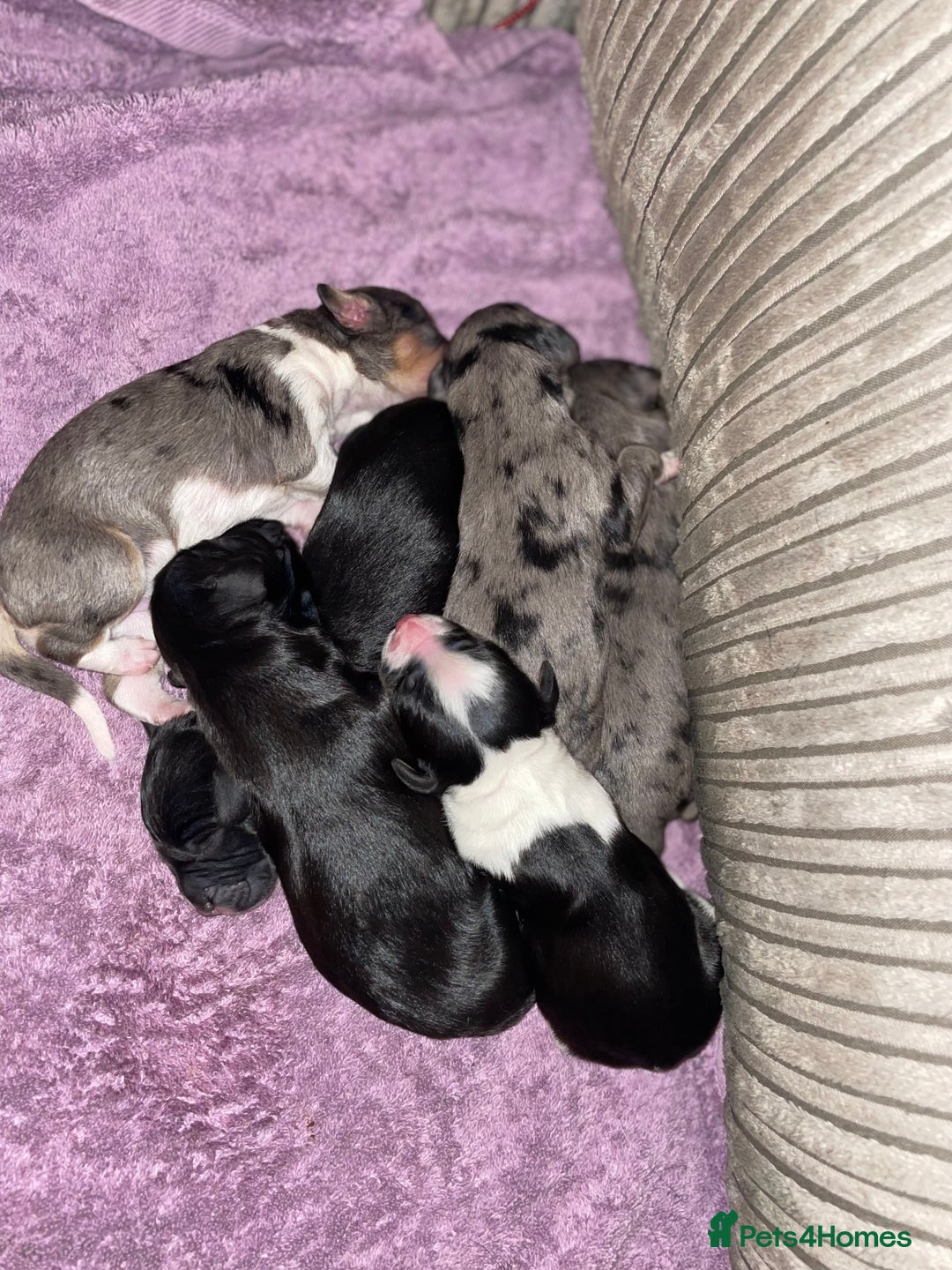 Mixed Breed dogs for sale: Border collie/Cocker Spaniel  - Image 20