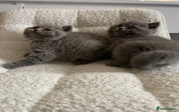 British Shorthair cats for sale: 4 purebred British shorthair kittens  - Image 10