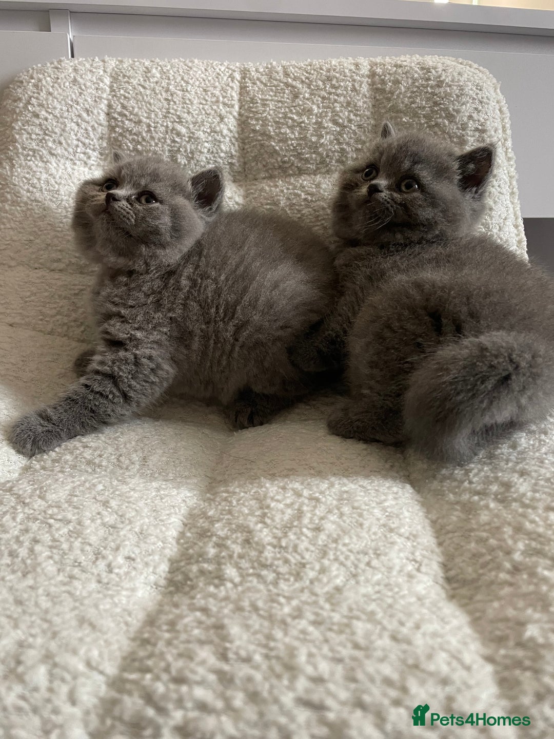 British Shorthair cats for sale: 4 purebred British shorthair kittens  - Image 10