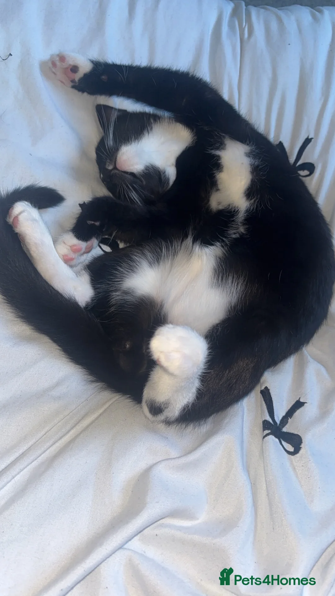 Mixed Breed cats for sale: 2 kitten male and female ready to be collected  - Advert 4