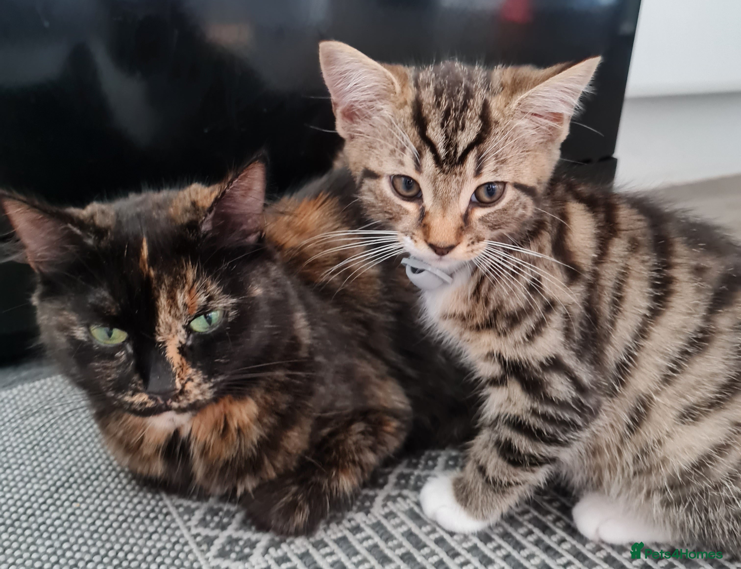 Mixed Breed cats Kittens - Advert 2