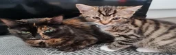 Mixed Breed cats for sale: Kittens - Advert 1