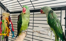 Parakeets birds for sale: Alexandrine parakeet - Image 2