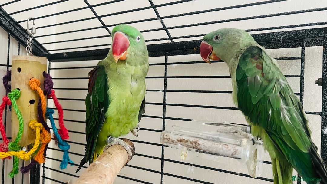 Parakeets birds for sale: Alexandrine parakeet - Image 2